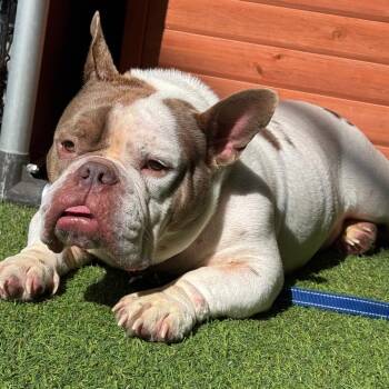 Jelly Roll -  English Bulldog and Mixed Breed Dog for Adoption in Jupiter, Florida - Jelly Roll | PetCurious