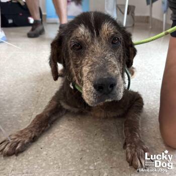 Edward -  Labrador Retriever and Terrier Dog for Adoption in Washington, District Of Columbia - Edward | PetCurious