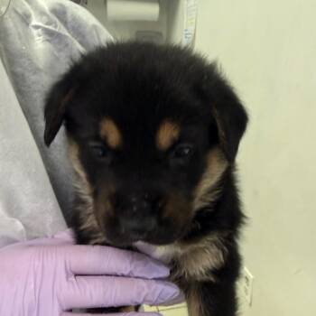 Mixed Breed Dogs Available for Adoption in Charleston, West Virginia - Black Knight | PetCurious