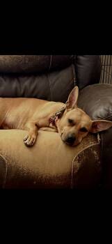 Bull Terrier Dogs Available for Adoption - Lola | PetCurious