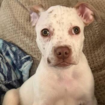 Rescue Mixed Breed Dogs for Adoption in Detroit, Michigan - Bucket | PetCurious