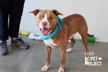 Chief -  Pit Bull Terrier and Mixed Breed Dog for Adoption in Kansas City, Missouri - Chief | PetCurious
