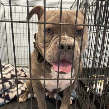 0638-D26 -  American Bulldog and Mixed Breed Dog for Adoption in Port Charlotte, Florida - 0638-D26 | PetCurious
