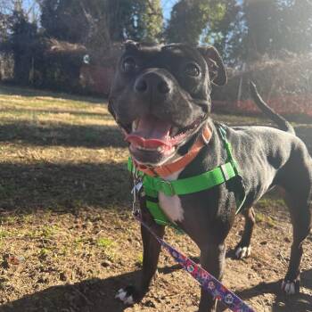 Cleo -  Pit Bull Terrier Dog for Adoption in Baltimore, Maryland - Cleo | PetCurious