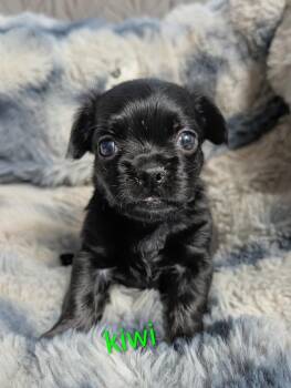 Kiwi -  Chihuahua Dog for Adoption in Carson City, Nevada - Kiwi | PetCurious