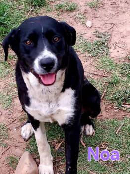 Rescue Border Collie Dogs for Adoption in Portales, New Mexico - Noa | PetCurious
