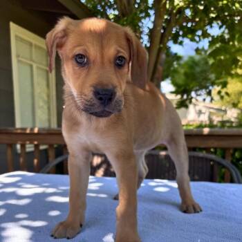 Belgian Shepherd Malinois and German Shepherd Dog Dogs Available for Adoption in San Antonio, Texas - Violet | PetCurious