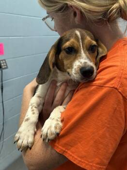 Galileo Galilei -  Beagle and German Shepherd Dog Dog for Adoption in Evansville, Indiana - Galileo Galilei | PetCurious