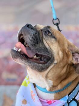 HONEY -  Bulldog Dog for Adoption in Las Vegas, Nevada - HONEY | PetCurious