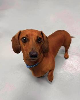 Peanut -  Dachshund Dog for Adoption in Delson, Quebec - Peanut | PetCurious