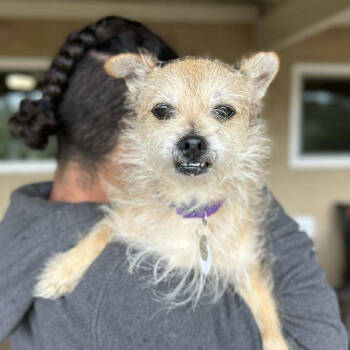 Rescue Terrier Dogs for Adoption in Ramona, California - Peluchin | PetCurious