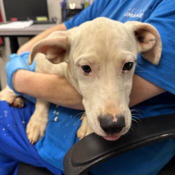 Curly Jo -  Mixed Breed Dog for Adoption in Columbiana, Alabama - Curly Jo | PetCurious