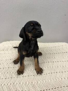 Mixed Breed Dogs Available for Adoption - Tucker | PetCurious