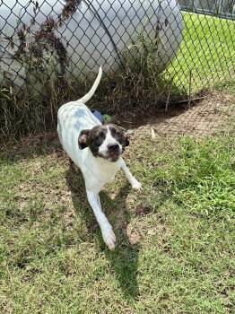 Boba -  Mixed Breed Dog for Adoption in Georgetown, South Carolina - Boba | PetCurious