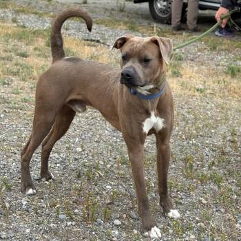 Slim -  Terrier and Mixed Breed Dog for Adoption in Spokane, Washington - Slim | PetCurious