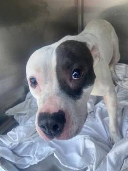 Mixed Breed Dogs Available for Adoption in Dallas, Texas - KRATOS | PetCurious