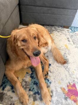Golden Retriever Dogs Available for Adoption in Salt Lake City, Utah - Bentlee | PetCurious