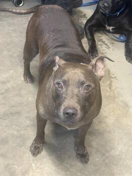 Rescue American Staffordshire Terrier and Mixed Breed Dogs for Adoption in Tallahassee, Florida - FREYA | PetCurious