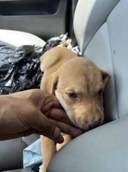 A659402 -  Labrador Retriever and Mixed Breed Dog for Adoption in Houston, Texas - A659402 | PetCurious
