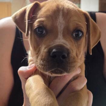 Jerry -  Mixed Breed Dog for Adoption in Duncan, Oklahoma - Jerry | PetCurious