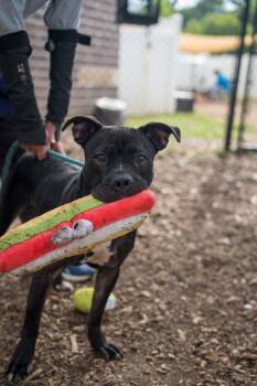 Mixed Breed Dogs Available for Adoption in Chamblee, Georgia - Ernest | PetCurious
