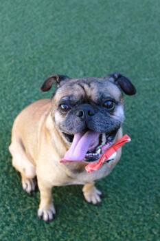 Pugberto -  Pug Dog for Adoption in Gardena, California - Pugberto | PetCurious