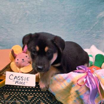 Rescue Mixed Breed Dogs for Adoption in Bismarck, North Dakota - Cassie | PetCurious