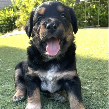 Sedona -  Golden Retriever and Cattle Dog Dog for Adoption in Larkfield-wikiup, California - Sedona | PetCurious