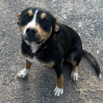 Willow -  Mixed Breed Dog for Adoption in Sequatchie, Tennessee - Willow | PetCurious