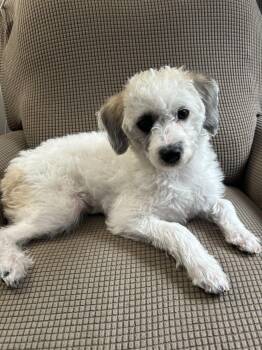 Rescue Shih Tzu and Miniature Poodle Dogs for Adoption in Harrison, New York - Bowie | PetCurious