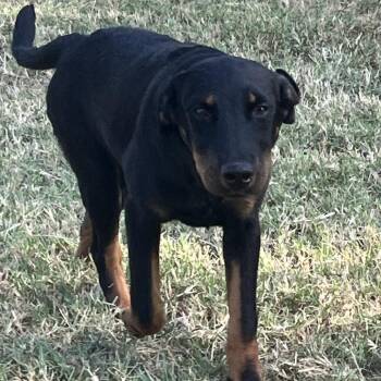 River -  Doberman Pinscher Dog for Adoption in Aledo, Texas - River | PetCurious