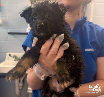Clover -  Shetland Sheepdog Sheltie and Shepherd Dog for Adoption in Washington, District Of Columbia - Clover | PetCurious