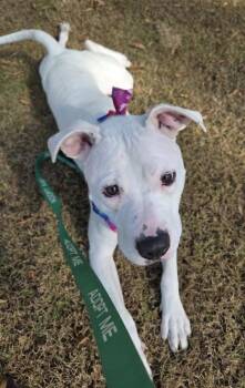 Mixed Breed Dogs Available for Adoption in Chamblee, Georgia - Donco (DEAF) | PetCurious