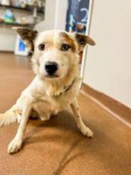 Rescue Australian Shepherd Dogs for Adoption in Winfield, Kansas - Bolt | PetCurious