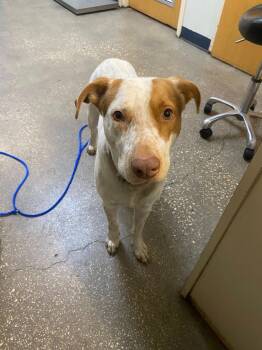 Rescue Mixed Breed Dogs for Adoption in Ocala, Florida - Danish | PetCurious