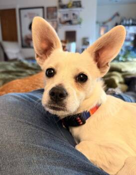 Casper -  Chihuahua Dog for Adoption in Seattle, Washington - Casper | PetCurious