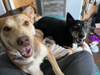 Luke -  Mixed Breed Dog for Adoption in Sioux Falls, South Dakota - Luke | PetCurious