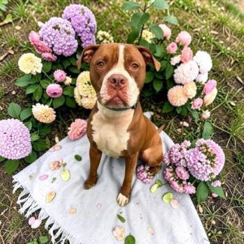 Bud -  Pit Bull Terrier Dog for Adoption in Fort Worth, Texas - Bud | PetCurious