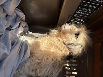 Miniature Poodle and Shih Tzu Dogs Available for Adoption - Rizzo | PetCurious