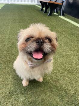 Rescue Pug and Brussels Griffon Dogs for Adoption in Gardena, California - Dino *Bonded To Enzo* / Enzo *Bonded To Dino* | PetCurious