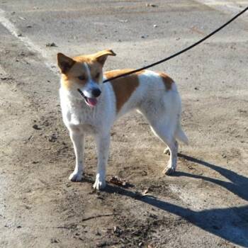 Shetland Sheepdog Sheltie and Mixed Breed Dogs Available for Adoption in Elk Grove Village, Illinois - Sis | PetCurious