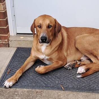 Eggbert -  Hound and Great Pyrenees Dog for Adoption in Greensboro, North Carolina - Eggbert | PetCurious