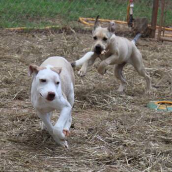 Paela -  Mixed Breed Dog for Adoption in Valley, Alabama - Paela | PetCurious