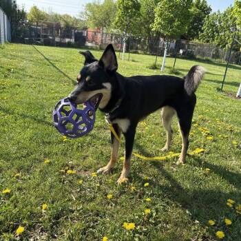 Callie -  Rottweiler and Husky Dog for Adoption in Burlington, Ontario - Callie | PetCurious