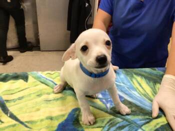 GHOSTY -  Chihuahua Dog for Adoption in Riverside, California - GHOSTY | PetCurious