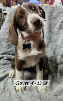 Hound and Rottweiler Dogs Available for Adoption - Clover | PetCurious