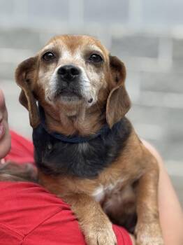 Beagle Dogs Available for Adoption in Meherrin, Virginia - Ballerina | PetCurious