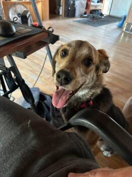 German Shepherd Dog Dogs Available for Adoption in Winnipeg, Manitoba - Mercedes | PetCurious