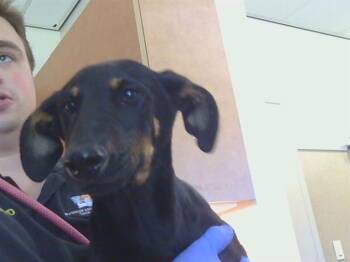 Doberman Pinscher and Mixed Breed Dogs Available for Adoption in Sacramento, California - DESMEDONA | PetCurious