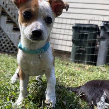 Scatpack -  Terrier and Mixed Breed Dog for Adoption in Raleigh, North Carolina - Scatpack | PetCurious